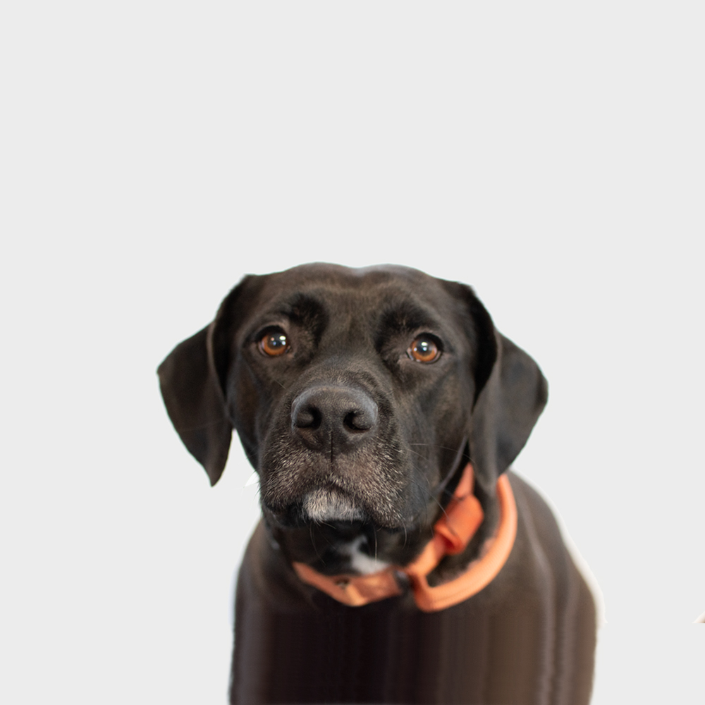 Portrait of a MEDLINQ team member